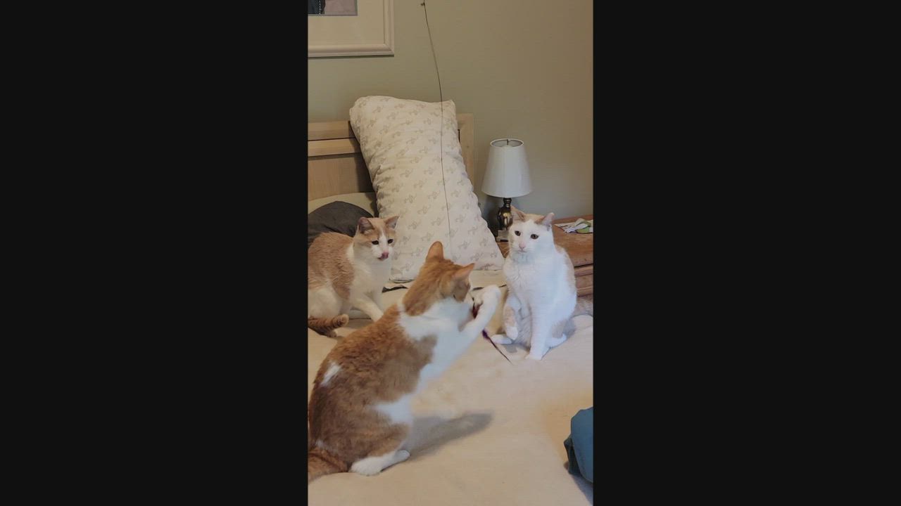 Enlarge D.W. (bonded with Reedy and Pumpkin), an adopted Domestic Short Hair in Bethlehem, PA video 6/6