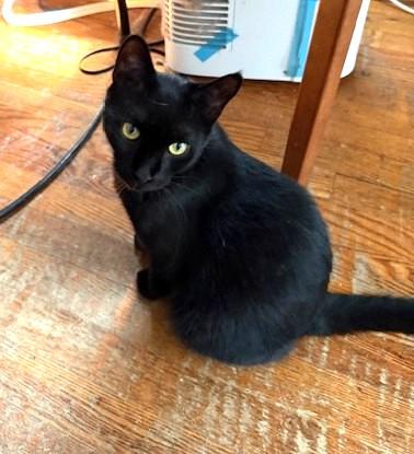 Enlarge Moshi, a ADOPTABLE Domestic Short Hair in New York, NY image 1/3