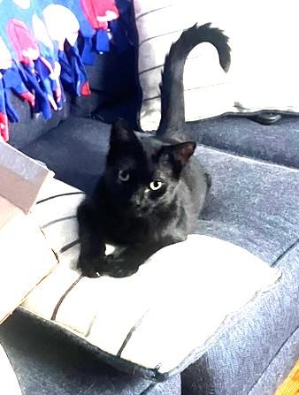 Enlarge Moshi, a ADOPTABLE Domestic Short Hair in New York, NY image 2/3