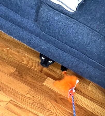 Enlarge Moshi, a ADOPTABLE Domestic Short Hair in New York, NY image 3/3