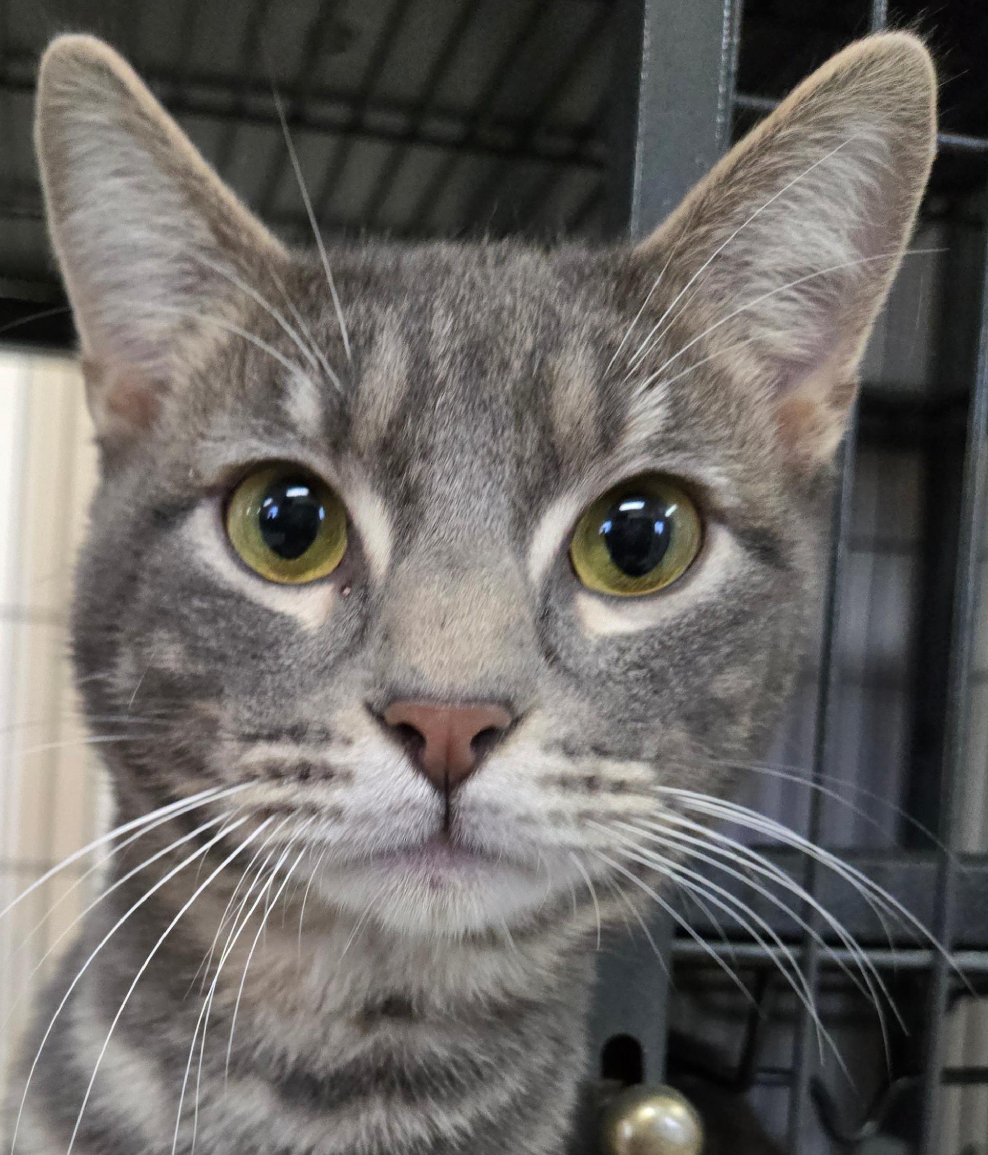 Enlarge Winter, a ADOPTABLE Domestic Short Hair in Long Beach, WA image 3/3