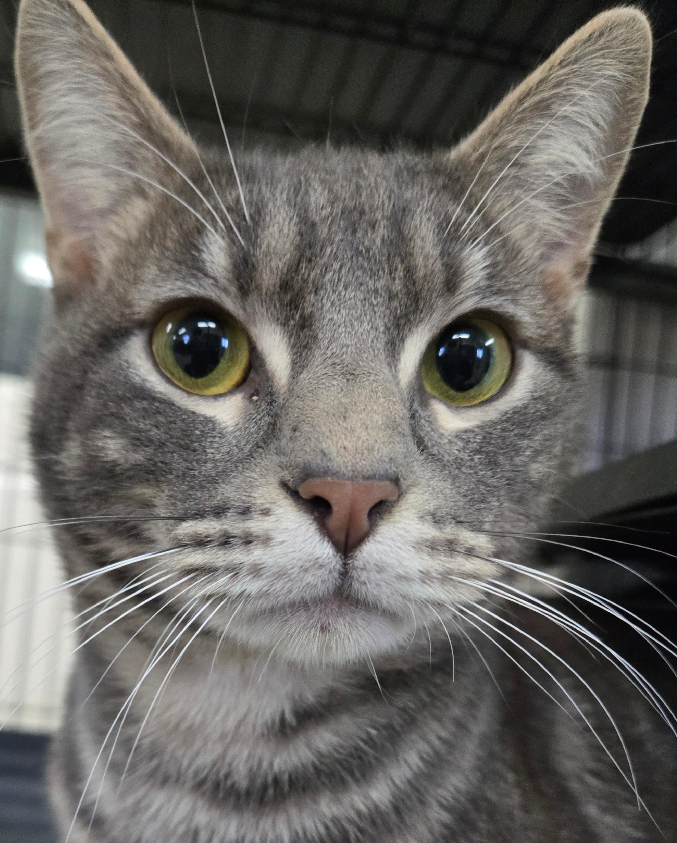 Enlarge Winter, a ADOPTABLE Domestic Short Hair in Long Beach, WA image 2/3