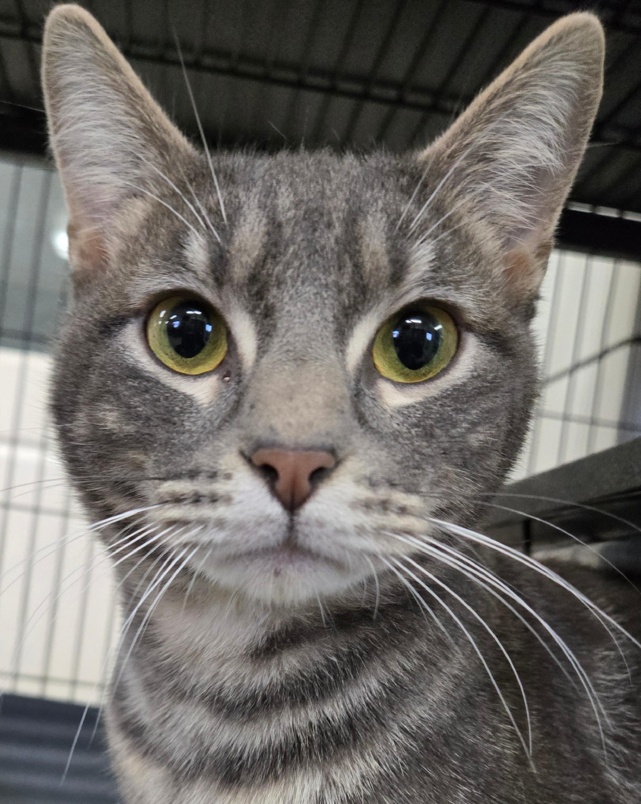 Enlarge Winter, a ADOPTABLE Domestic Short Hair in Long Beach, WA image 1/3