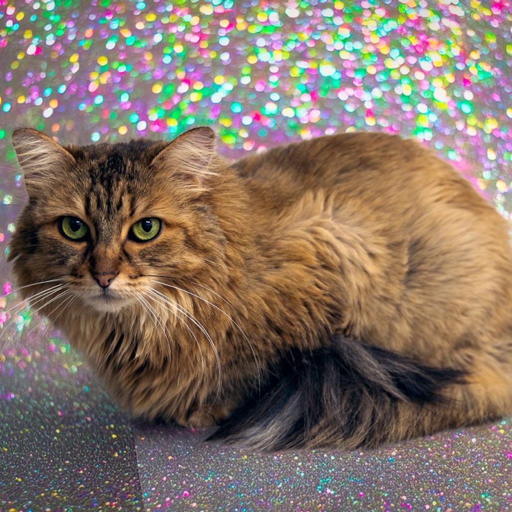 Enlarge Mylo, a Adoptable Domestic Long Hair in Las Vegas, NV image 1/6
