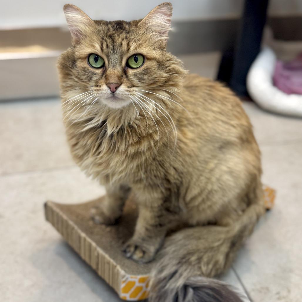 Enlarge Mylo, a Adoptable Domestic Long Hair in Las Vegas, NV image 3/6