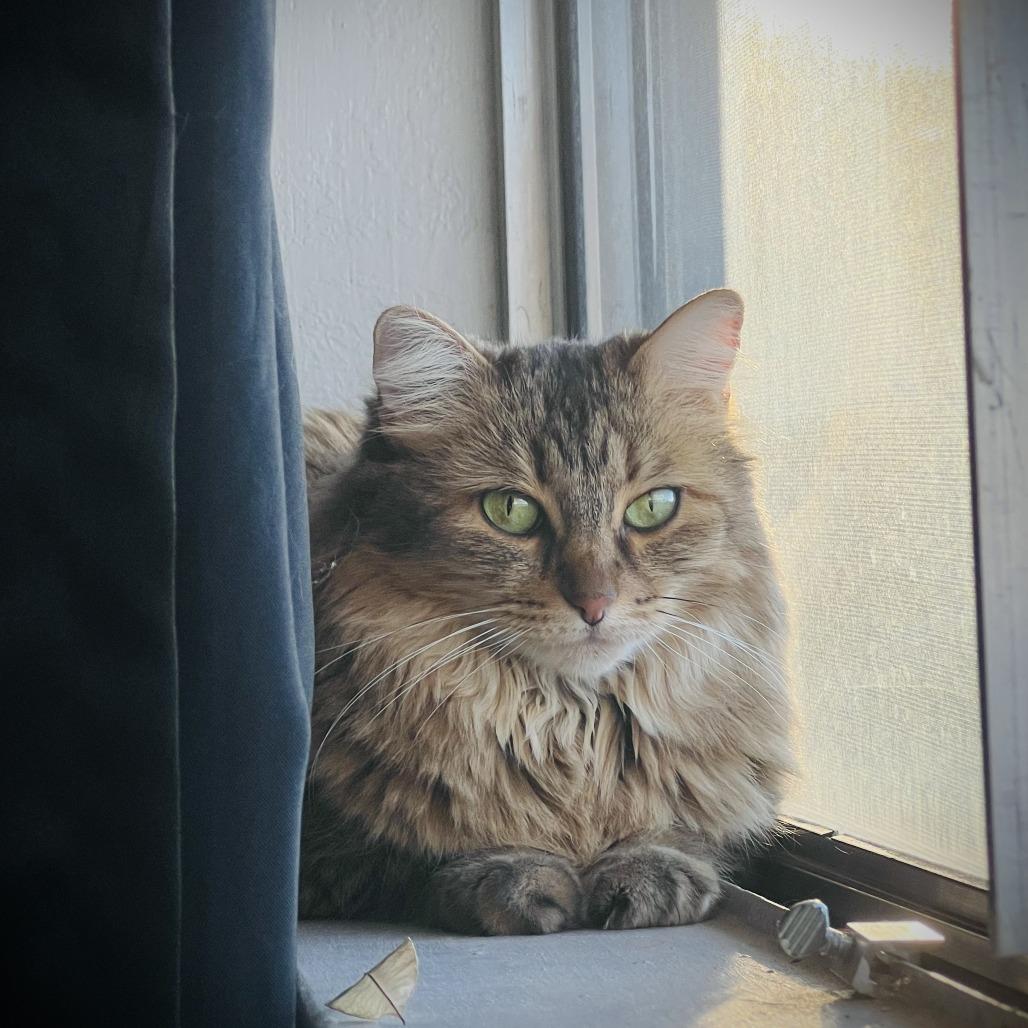 Enlarge Mylo, a Adoptable Domestic Long Hair in Las Vegas, NV image 3/6