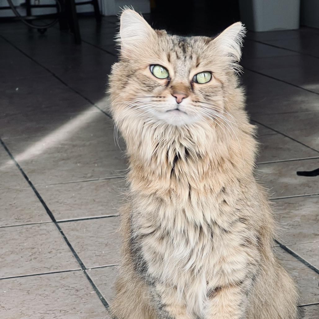 Enlarge Mylo, a Adoptable Domestic Long Hair in Las Vegas, NV image 4/6