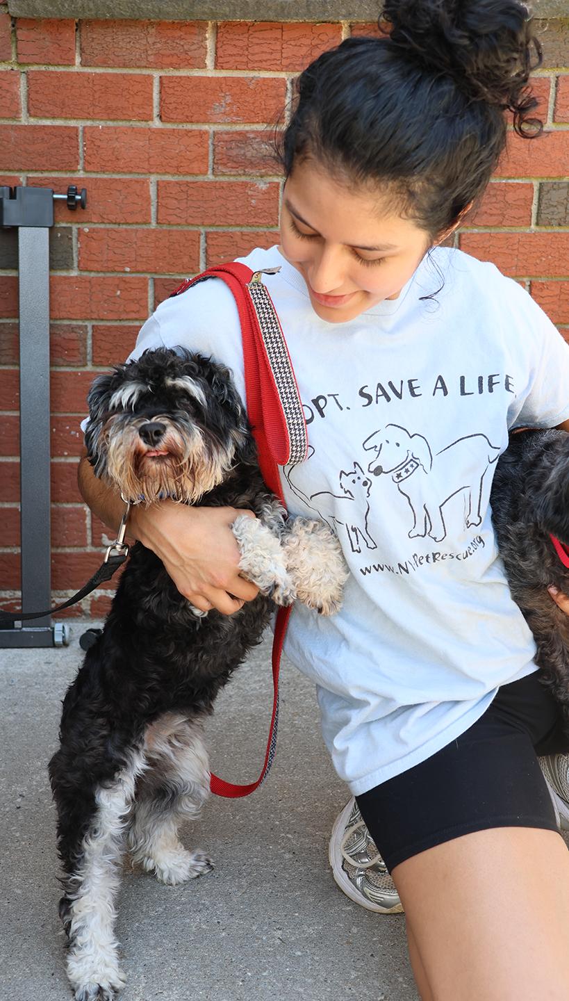 Enlarge Bonnie, an adopted Miniature Schnauzer in Harrison, NY image 4/5