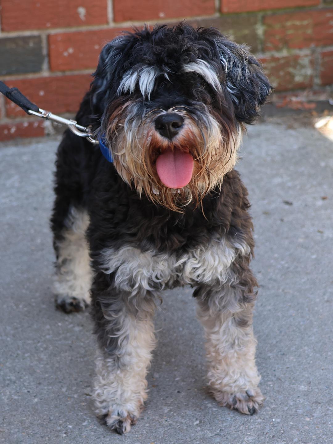 Enlarge Bonnie, an adopted Miniature Schnauzer in Harrison, NY image 3/5