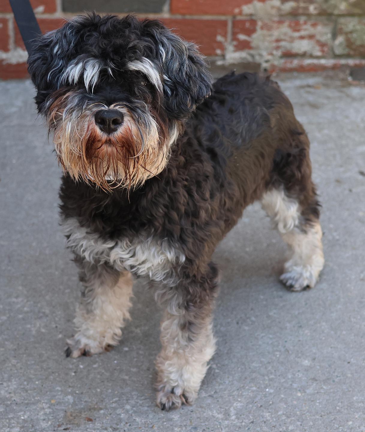 Enlarge Bonnie, an adopted Miniature Schnauzer in Harrison, NY image 5/5