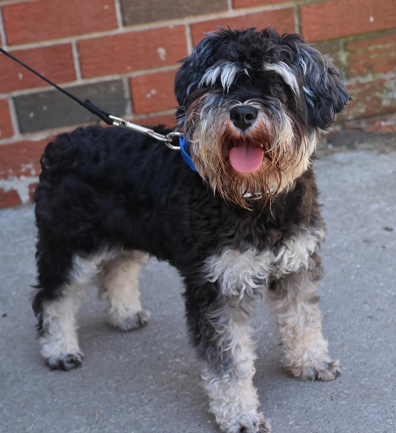 Bonnie, adopted, Young Female Miniature Schnauzer.