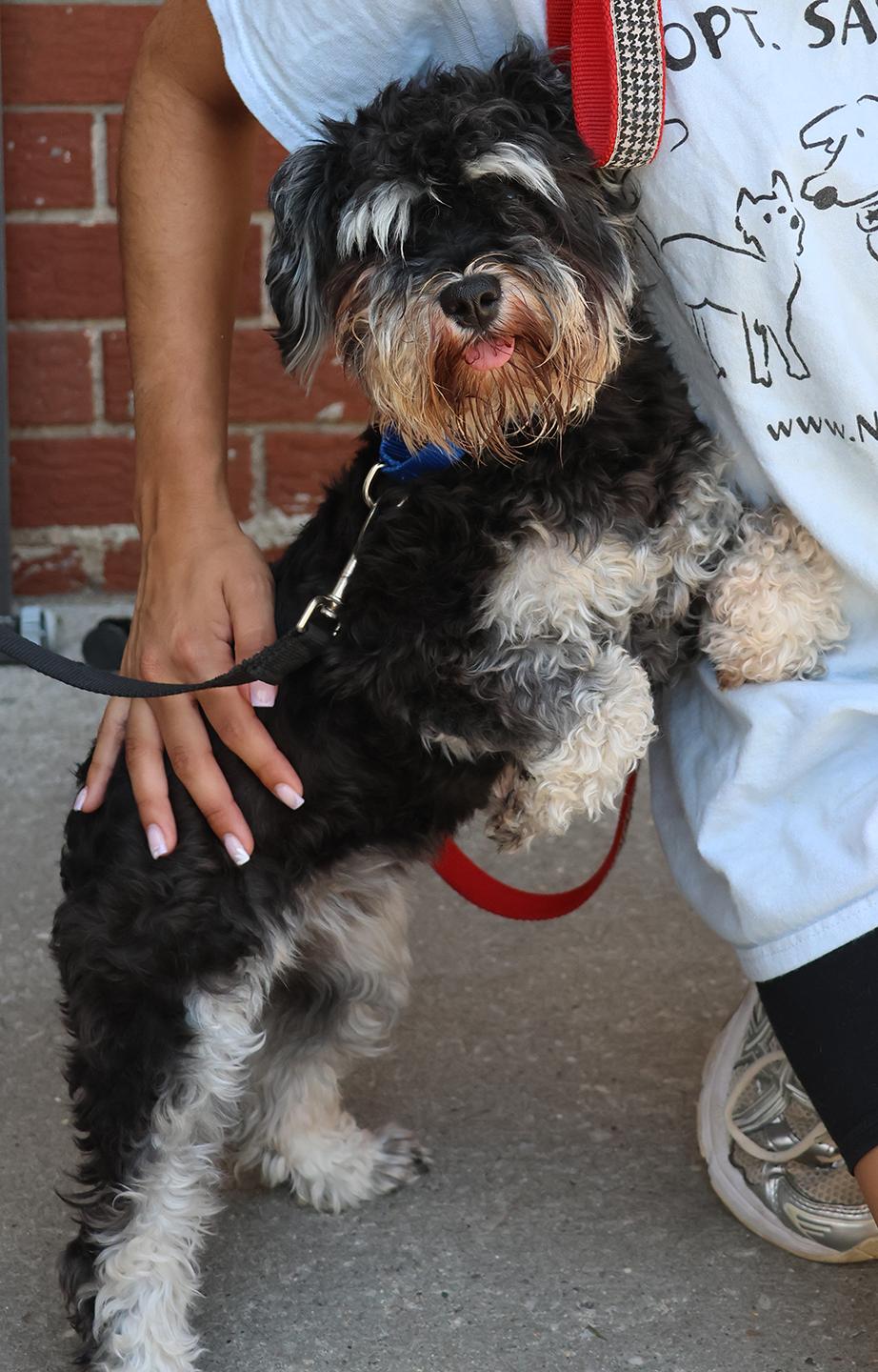 Enlarge Bonnie, an adopted Miniature Schnauzer in Harrison, NY image 2/5