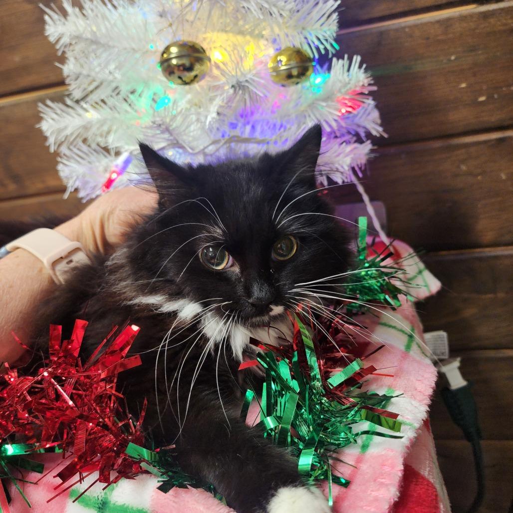 Clarissa, Adoptable, Kitten Female Domestic Medium Hair.