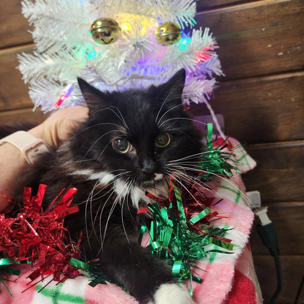 Enlarge Clarissa, a Adoptable Domestic Medium Hair in Evensville, TN image 2/3