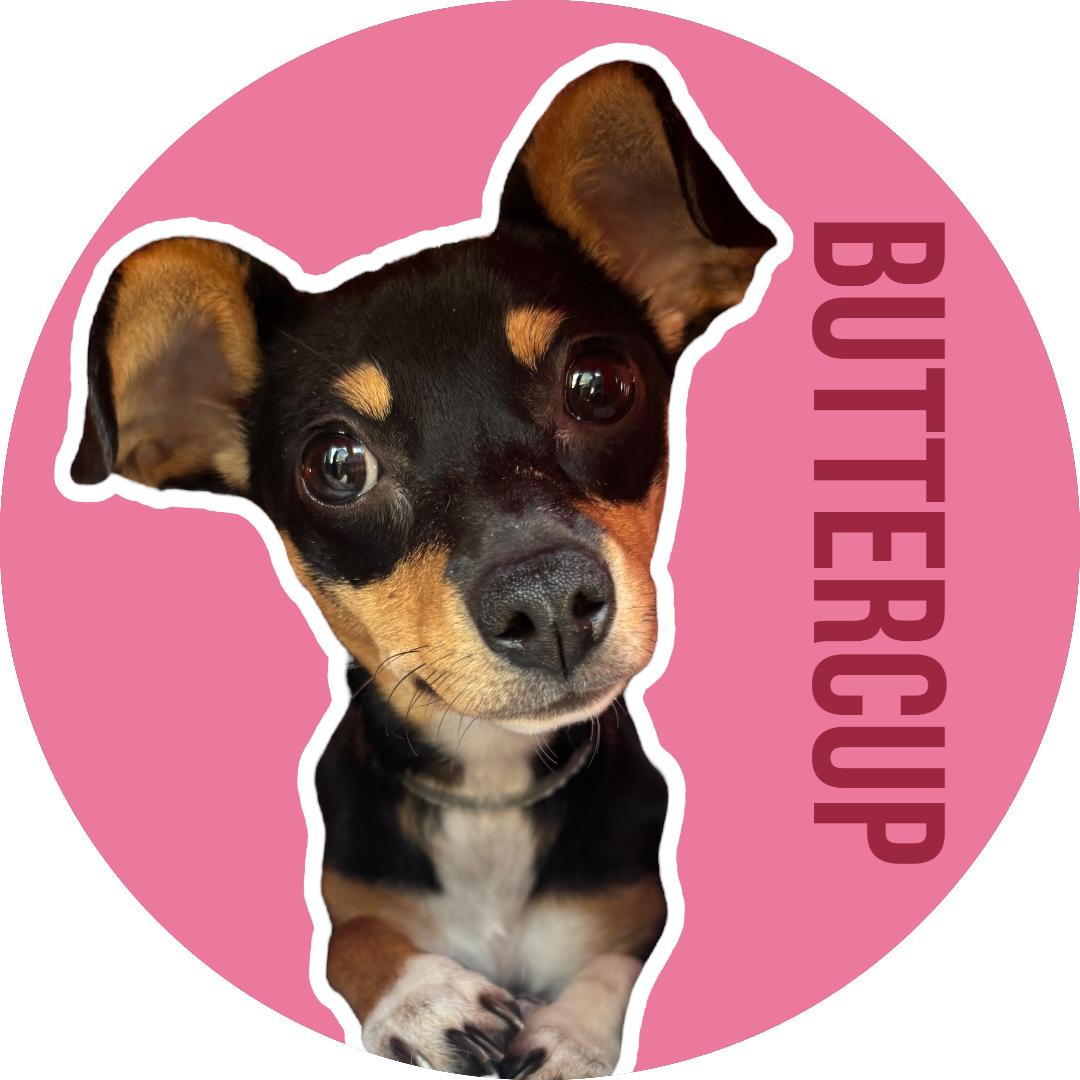 Buttercup photo 1