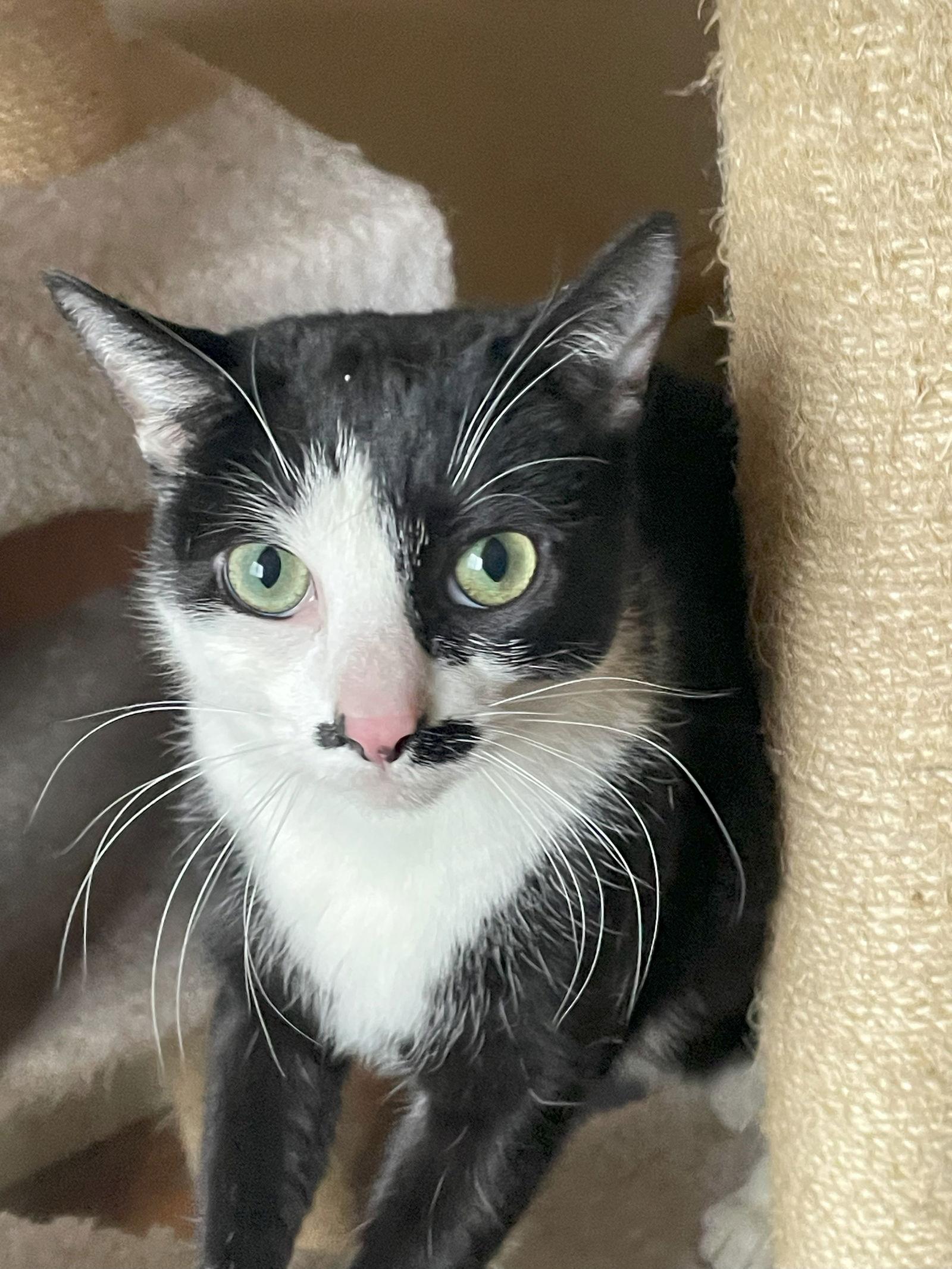 Luna, Adoptable, Adult Female Domestic Short Hair.