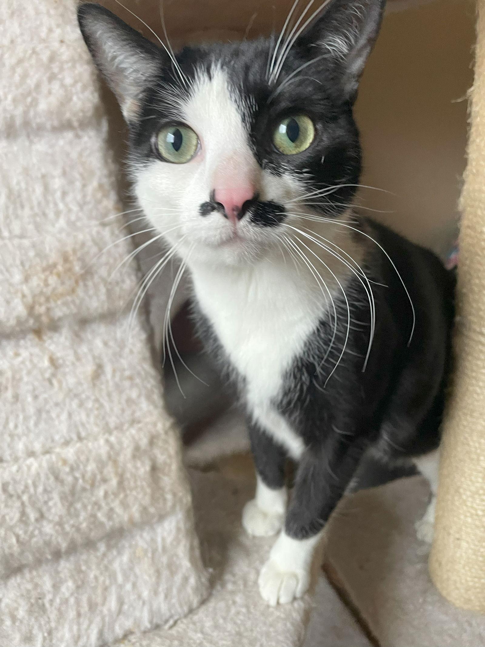 Enlarge Luna, a Adoptable Domestic Short Hair in Philadelphia, PA image 2/3