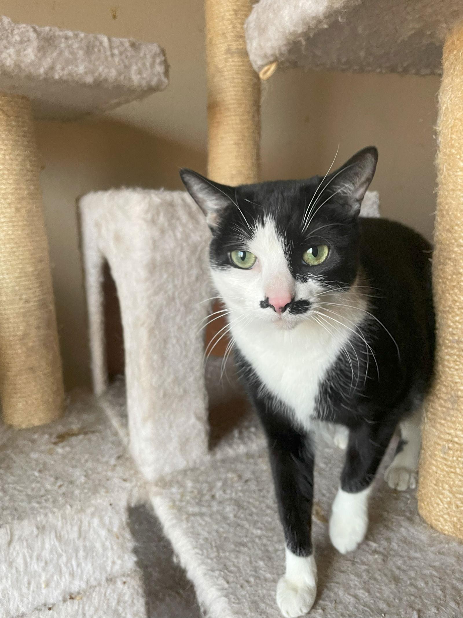 Enlarge Luna, a Adoptable Domestic Short Hair in Philadelphia, PA image 3/3