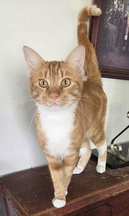Enlarge Jack-O-Lantern, a Adopted Tabby in Lakewood, CA image 1/1
