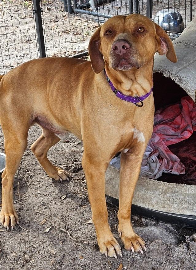 Enlarge Dexter, a Adoptable mixed breed in Waynesville, GA image 1/6
