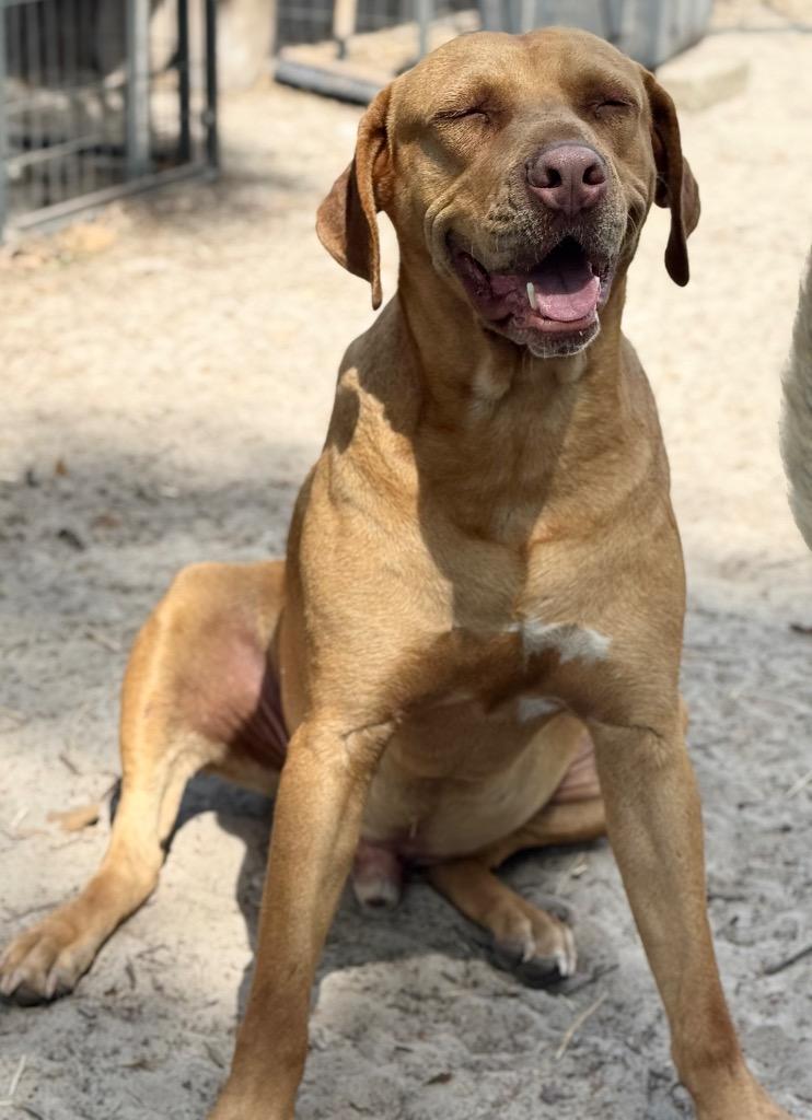 Enlarge Dexter, a Adoptable mixed breed in Waynesville, GA image 2/6