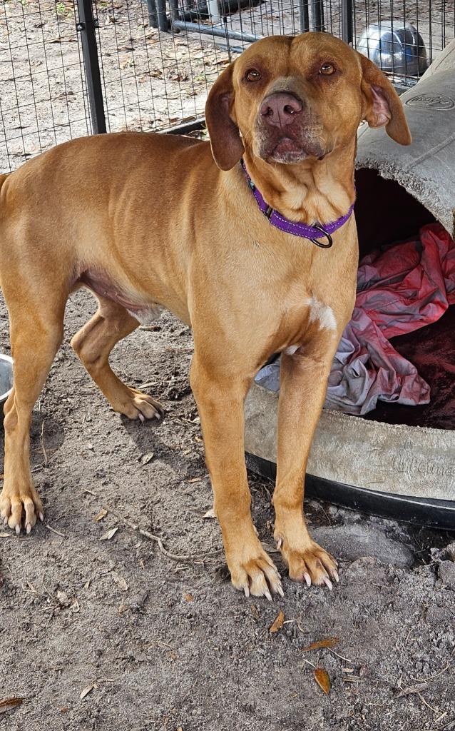 Enlarge Dexter, a Adoptable mixed breed in Waynesville, GA image 3/6