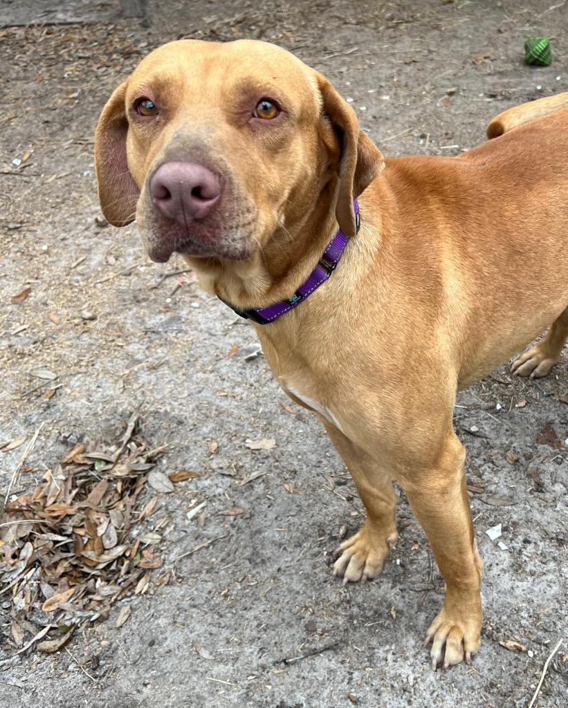 Enlarge Dexter, a Adoptable mixed breed in Waynesville, GA image 4/6