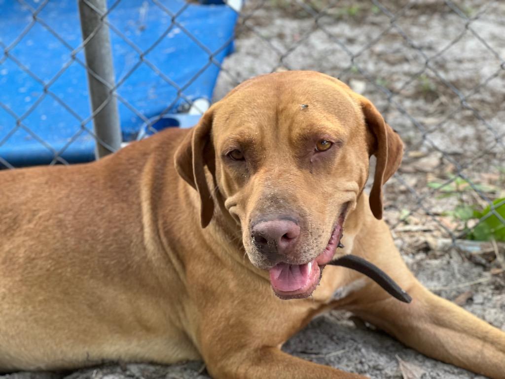 Enlarge Dexter, a Adoptable mixed breed in Waynesville, GA image 5/6