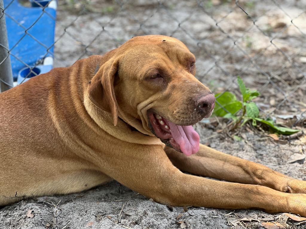 Enlarge Dexter, a Adoptable mixed breed in Waynesville, GA image 6/6