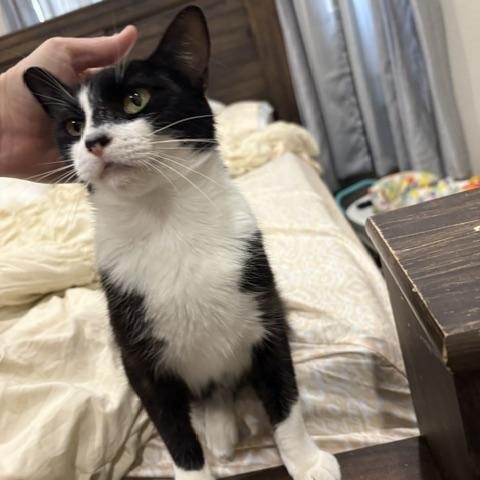 Pepe, a ADOPTABLE Domestic Short Hair in Springtown, TX image 3/4