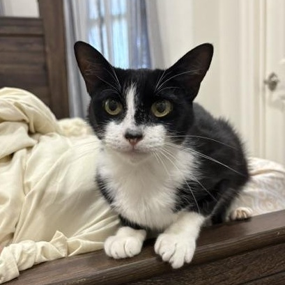 Pepe, ADOPTABLE, Young Female Domestic Short Hair.