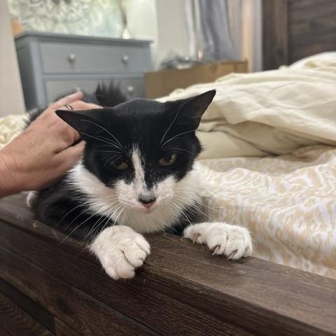 Pepe, a ADOPTABLE Domestic Short Hair in Springtown, TX image 4/4