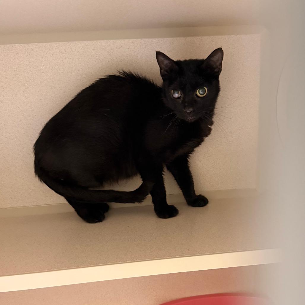 Sparrow-Barn, Adoptable, Kitten Female Domestic Short Hair.