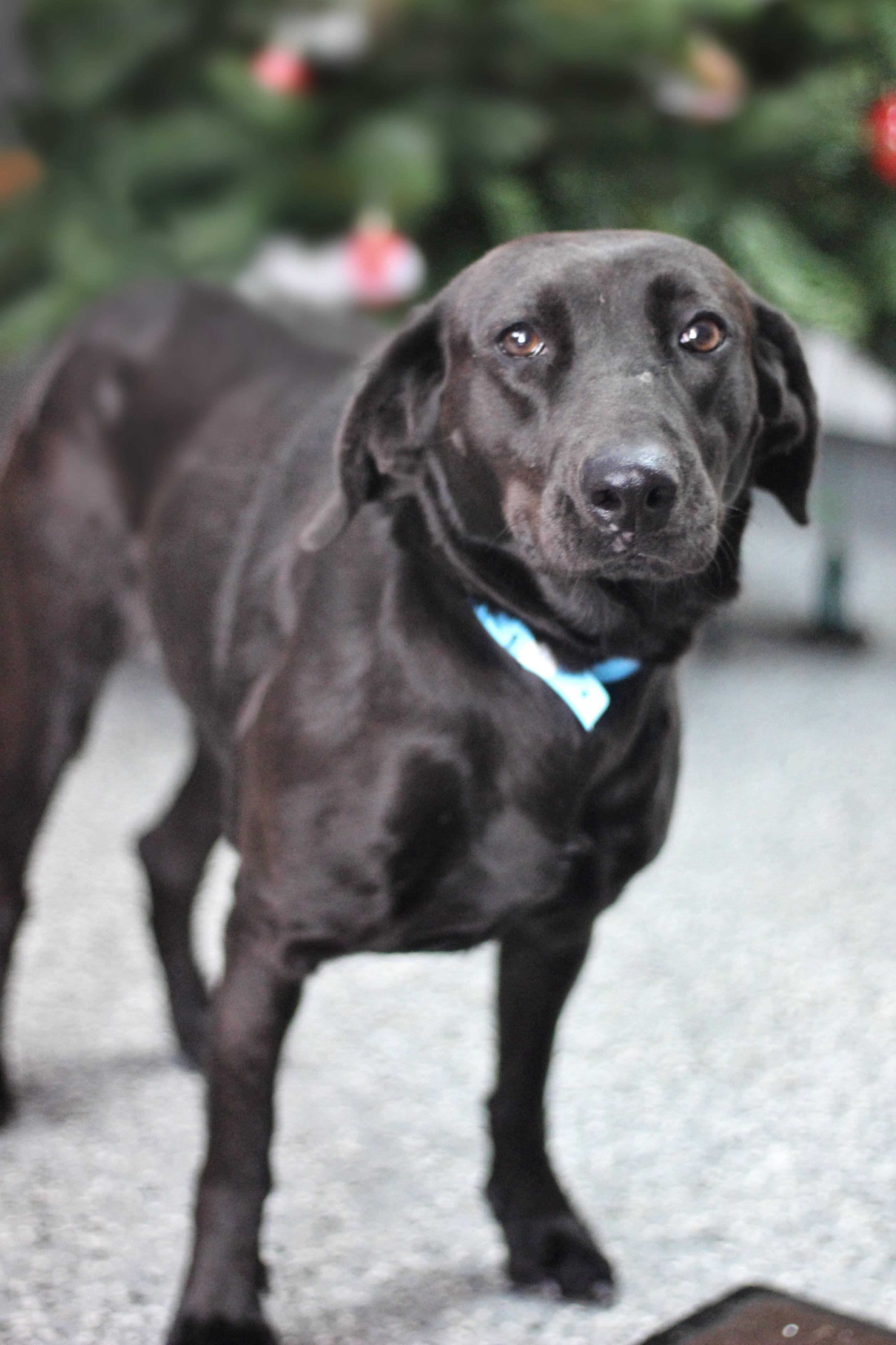 Chaka Khan in NH! Come Meet our Adoptable Dogs Wednesday-Saturday. More info in Bio!, ADOPTABLE, Adult Female Black Labrador Retriever.