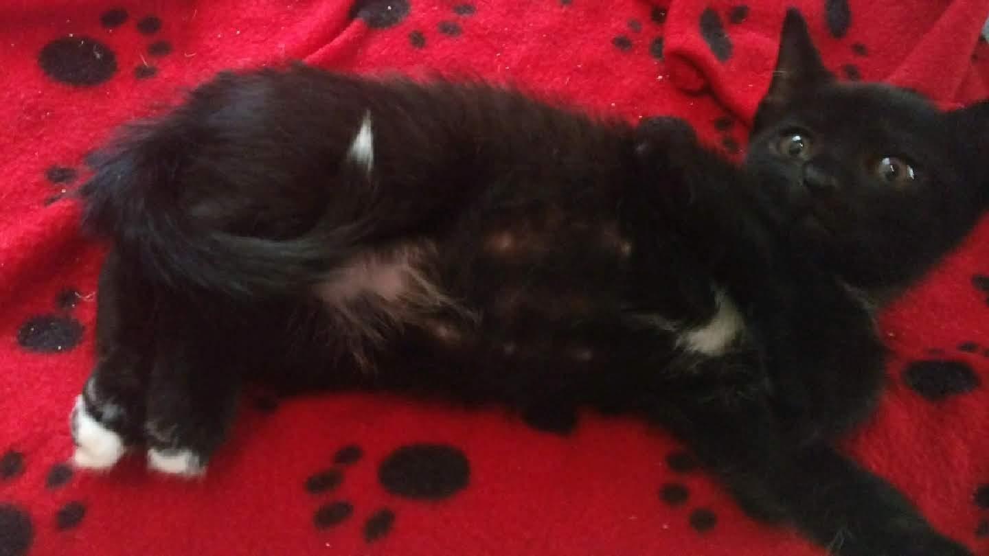 Feta, Adoptable, Young Male Domestic Short Hair.