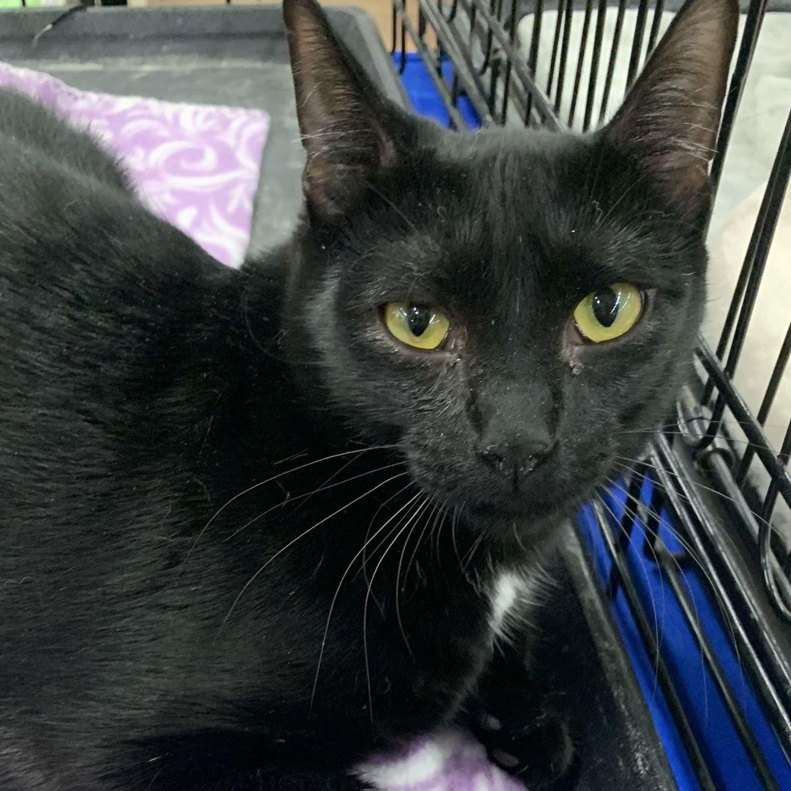 Enlarge Feta, a Adoptable Domestic Short Hair in Tampa, FL image 2/6