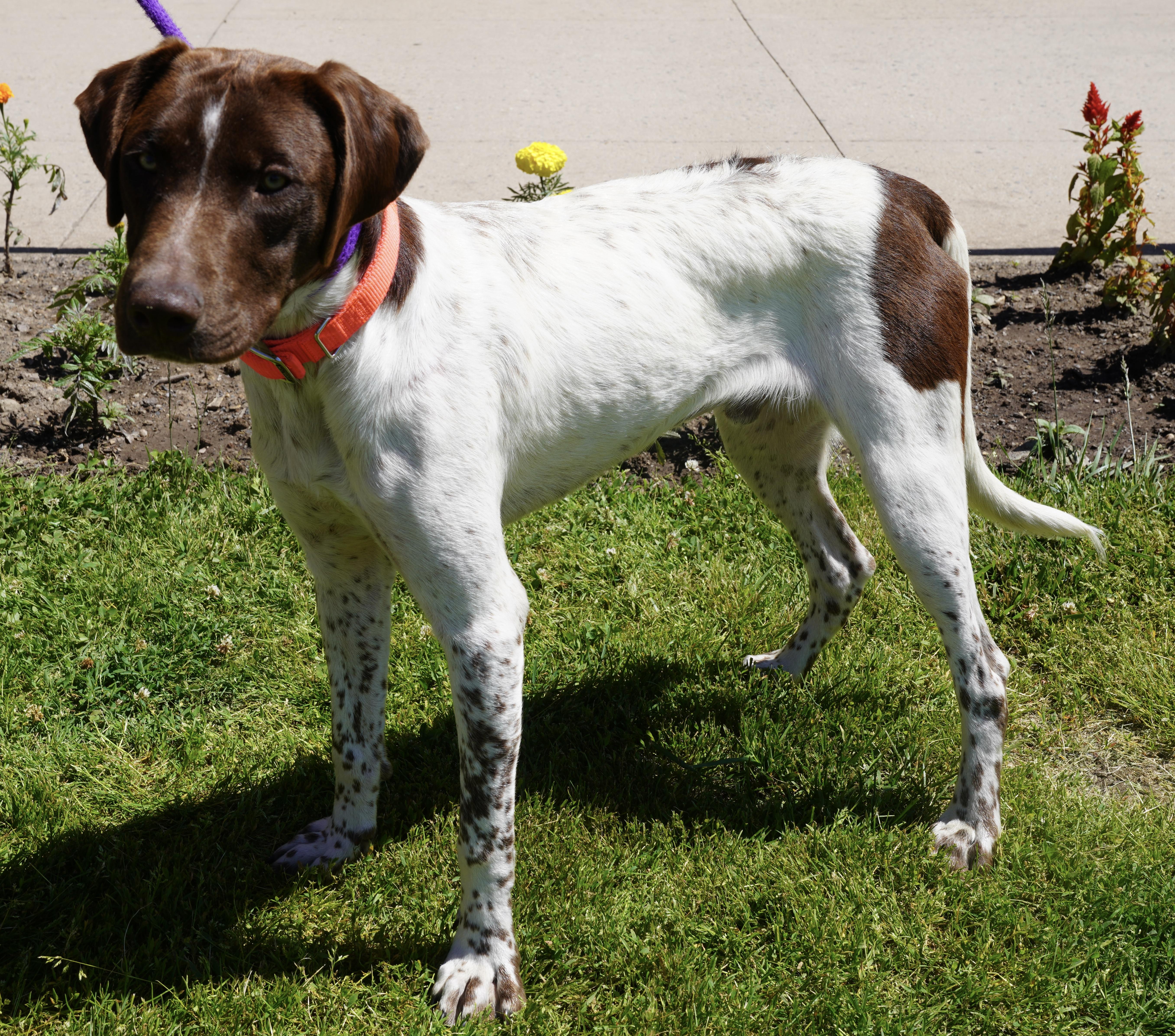 Dorney, an adopted German Shorthaired Pointer in Pottsville, PA image 3/4