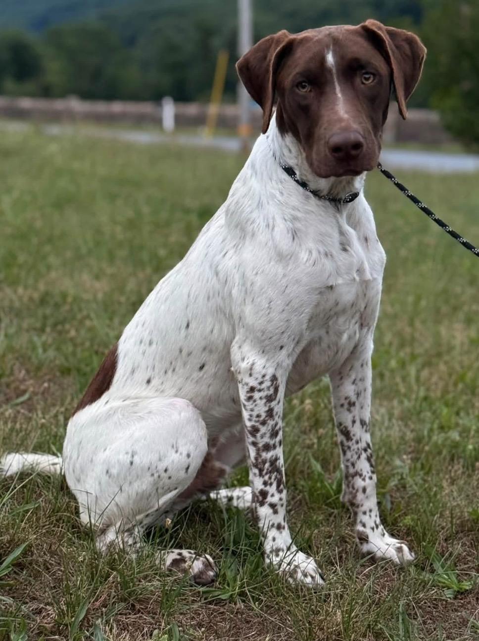 Dorney, an adopted German Shorthaired Pointer in Pottsville, PA image 4/4