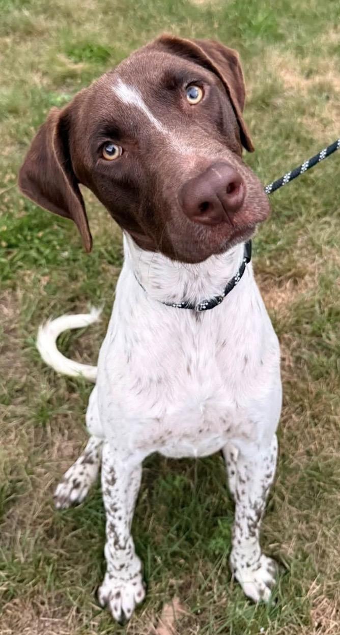 Dorney, an adopted German Shorthaired Pointer in Pottsville, PA image 1/4