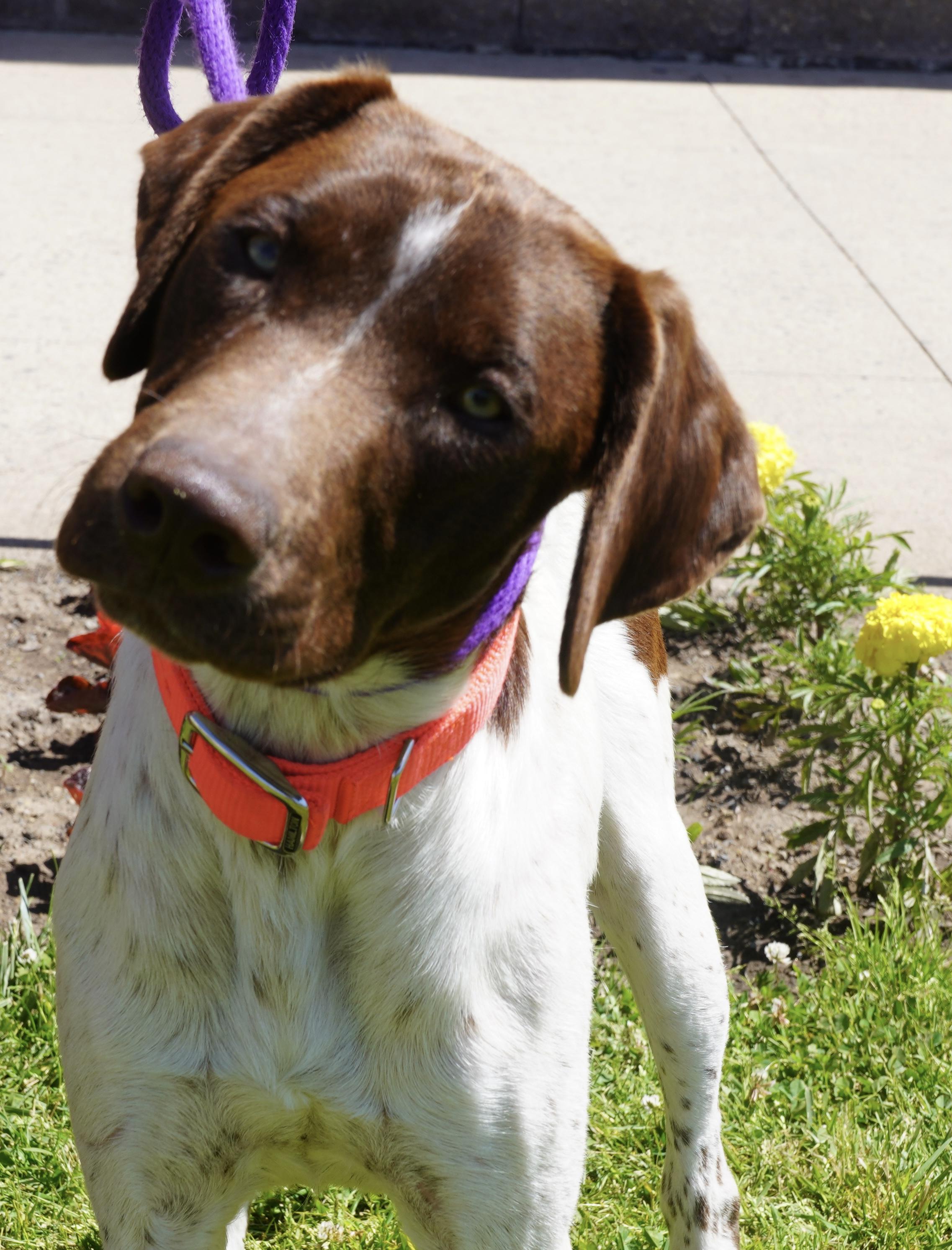 Dorney, an adopted German Shorthaired Pointer in Pottsville, PA image 2/4