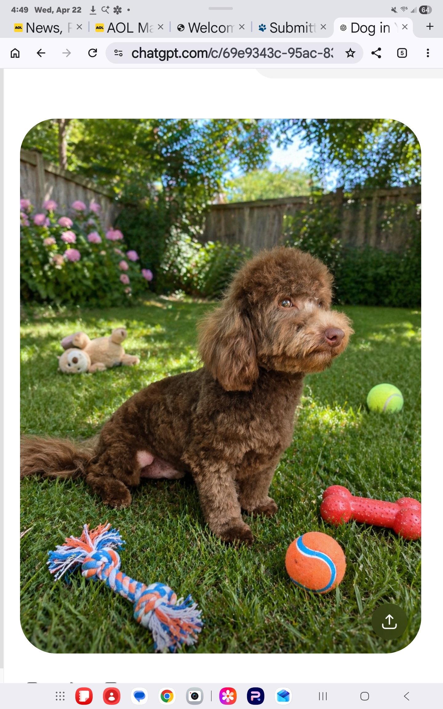 Valentine Candy, Adoptable, Young Male Bichon Frise & Poodle.