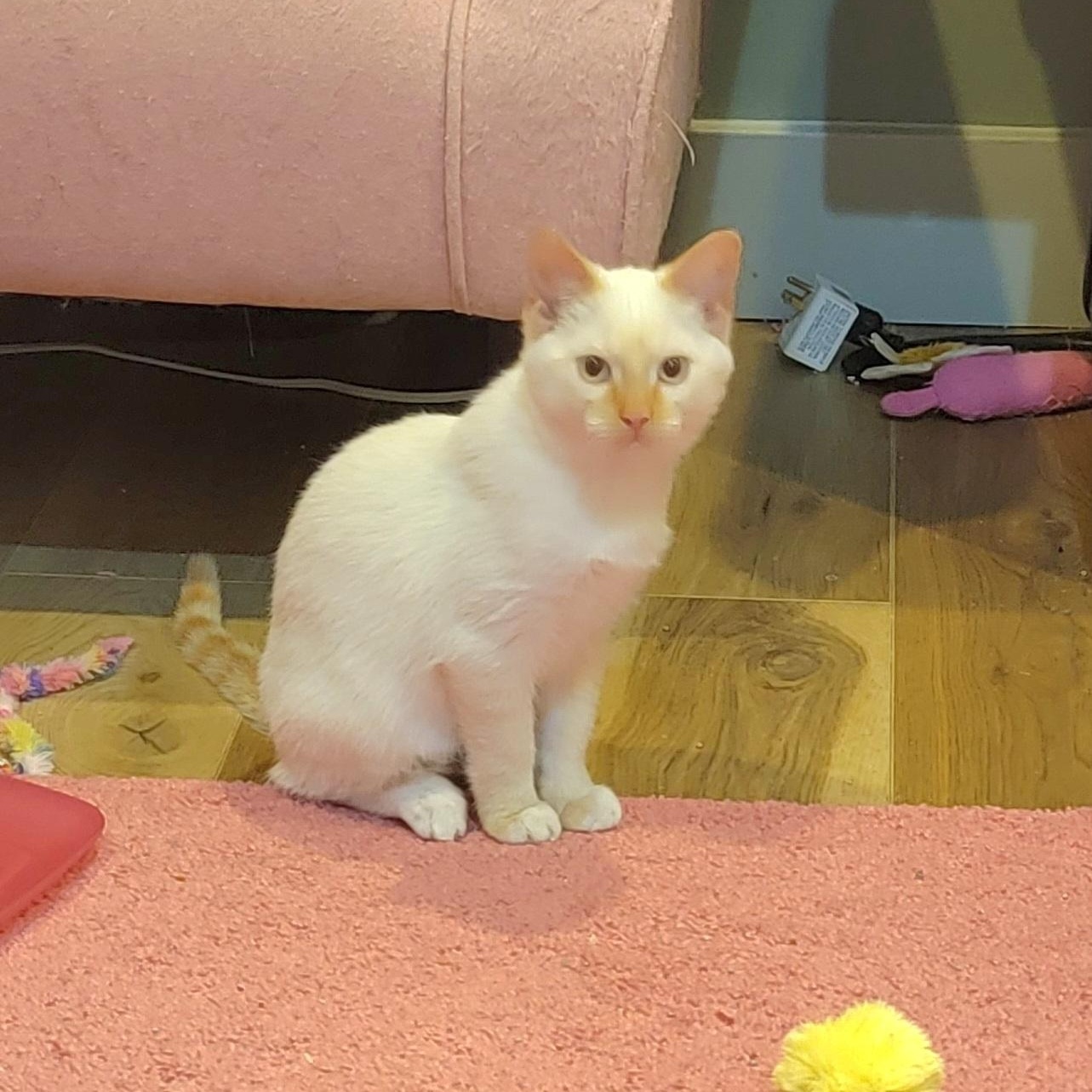 Enlarge Coconut, an adoptable Siamese in Wyandotte, MI image 2/6