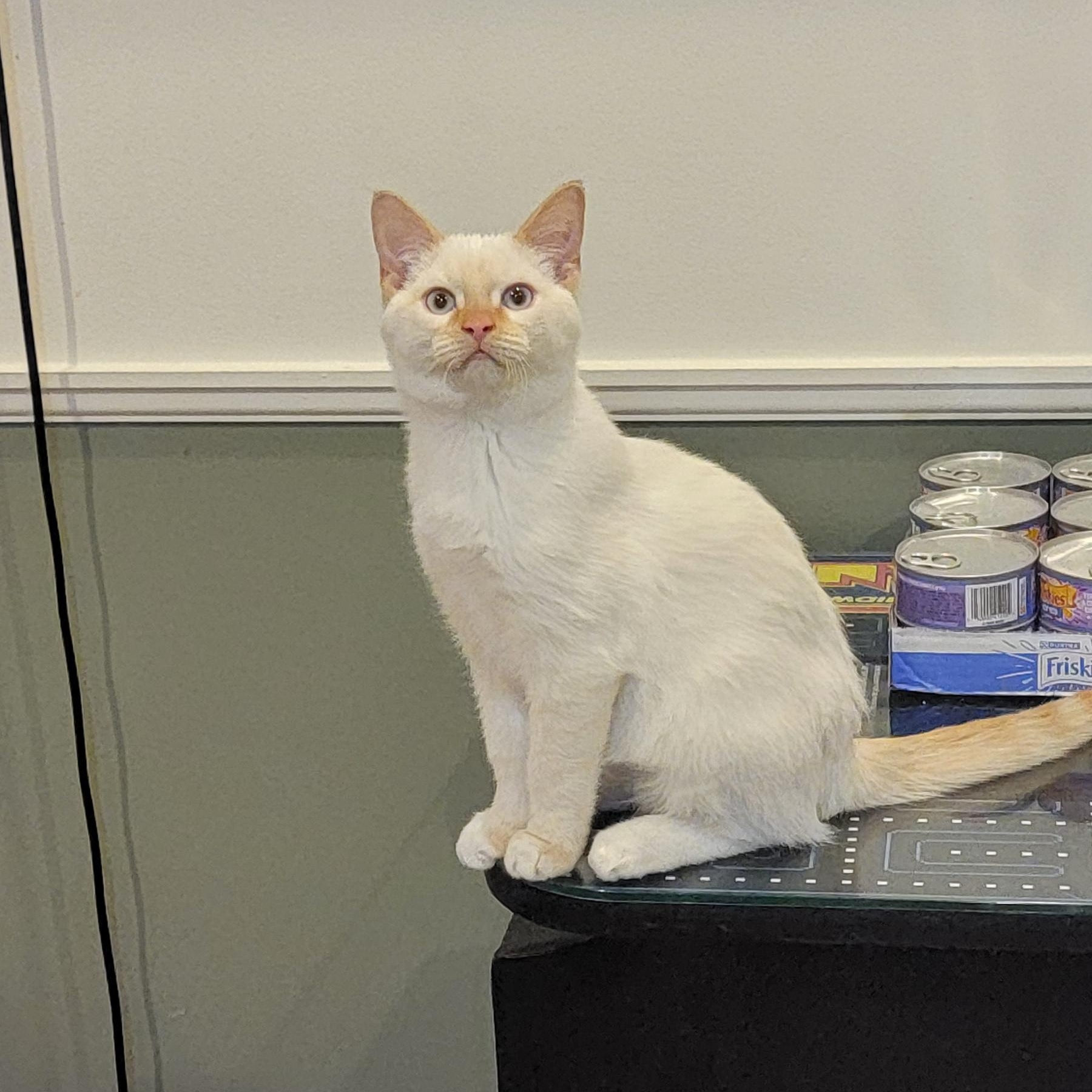 Enlarge Coconut, an adoptable Siamese in Wyandotte, MI image 5/6