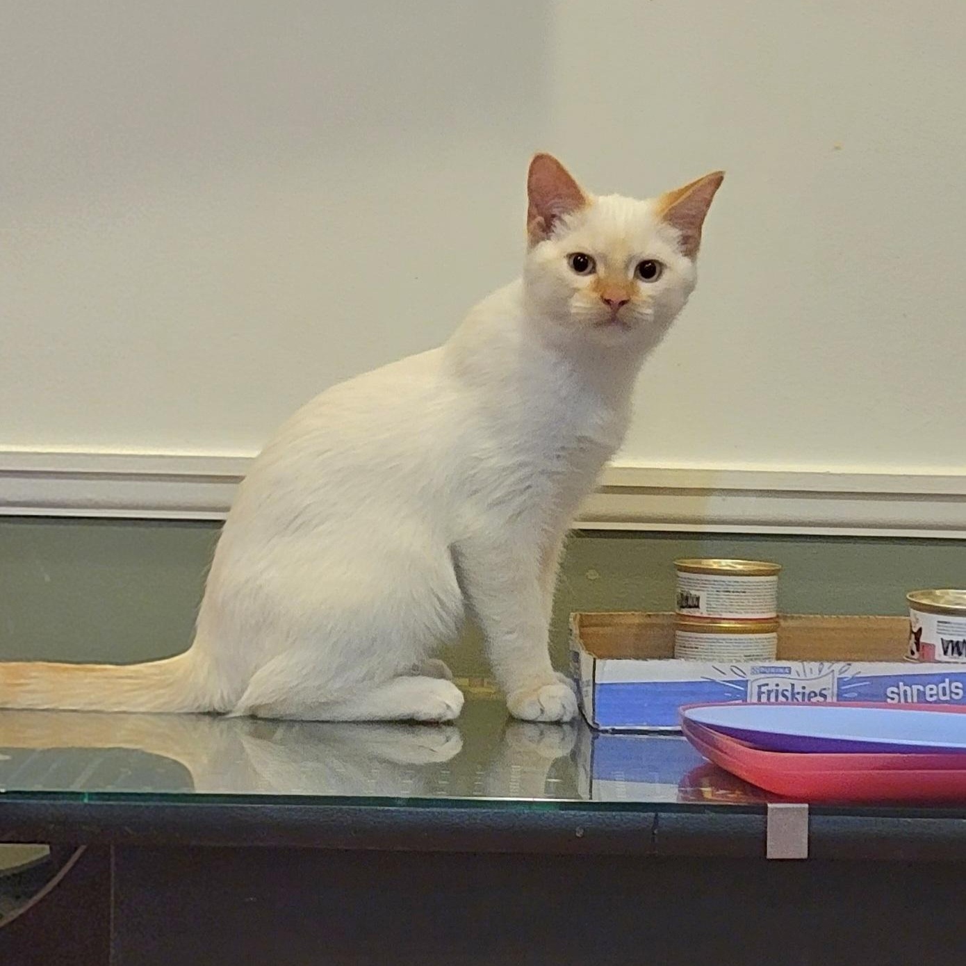 Enlarge Coconut, an adoptable Siamese in Wyandotte, MI image 3/6