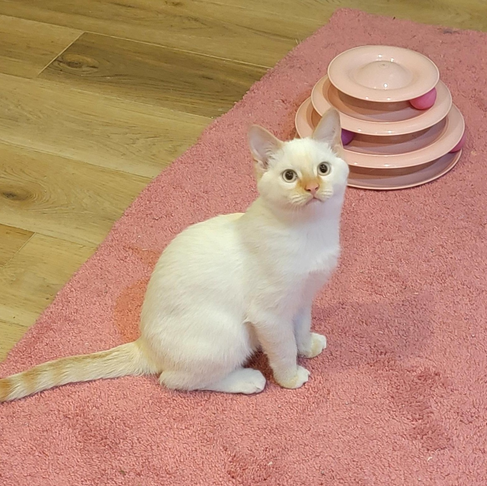 Enlarge Coconut, an adoptable Siamese in Wyandotte, MI image 1/6