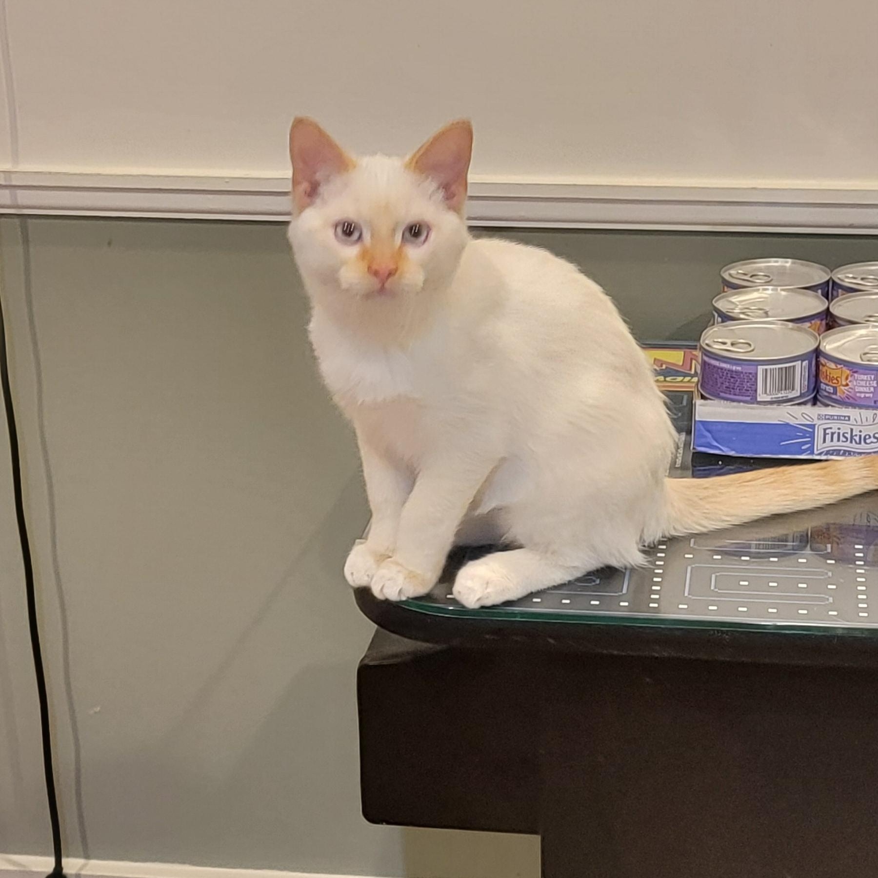 Enlarge Coconut, an adoptable Siamese in Wyandotte, MI image 6/6