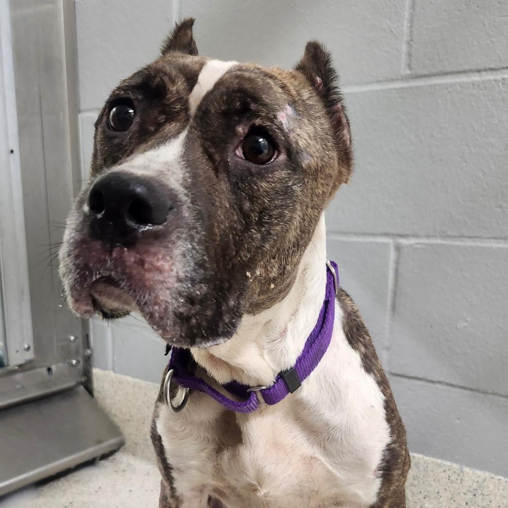 Cactus Blossom, Adoptable, Adult Female Mixed Breed.