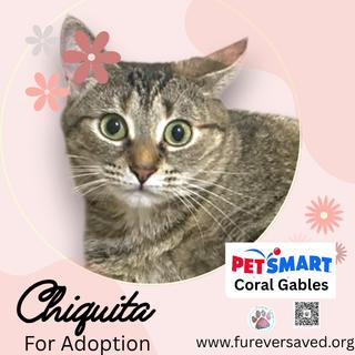 Chiquita, Adoptable, Young Female Domestic Short Hair.