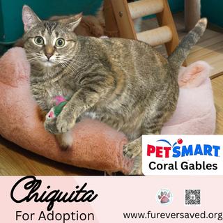 Enlarge Chiquita, a Adoptable Domestic Short Hair in Miami, FL image 2/2