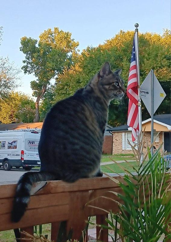 Sara, Adoptable, Senior Female Domestic Short Hair.